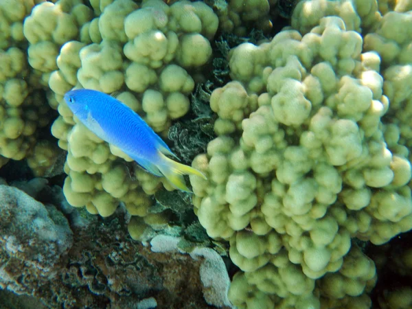 Tropical fish of Polynesia — Stock Photo, Image