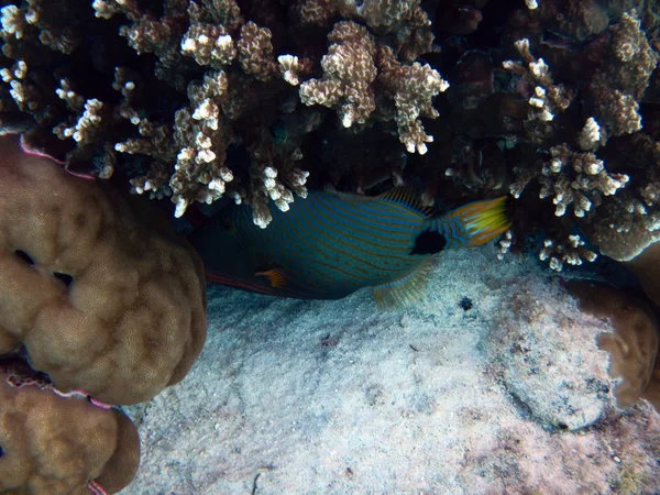 Peixes tropicais da Polinésia — Fotografia de Stock