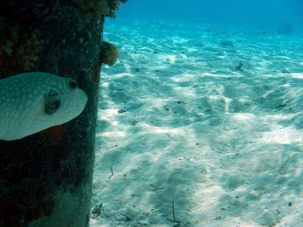 Tropikal balık Polinezyası — Stok fotoğraf