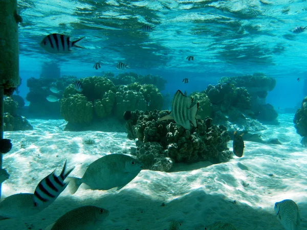Tropical fish of Polynesia — Stock Photo, Image