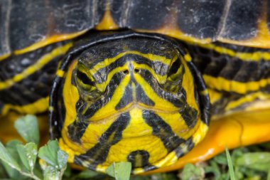 Trachemys su kaplumbağası