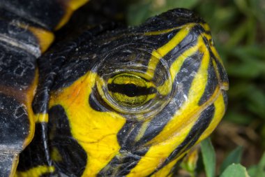 Trachemys su kaplumbağası