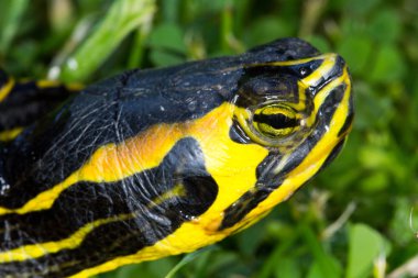 Trachemys su kaplumbağası