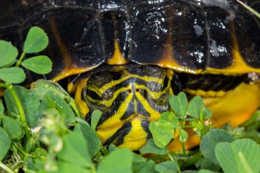 Trachemys su kaplumbağası