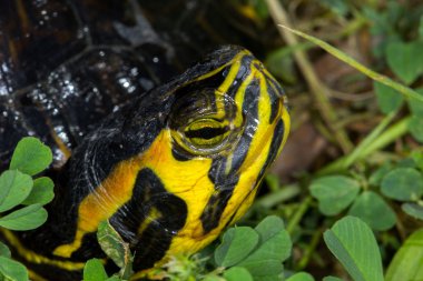 Trachemys su kaplumbağası