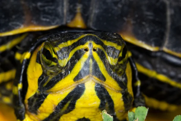 Tartaruga aquática Trachemys — Fotografia de Stock