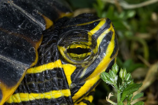 Trachemys su kaplumbağası