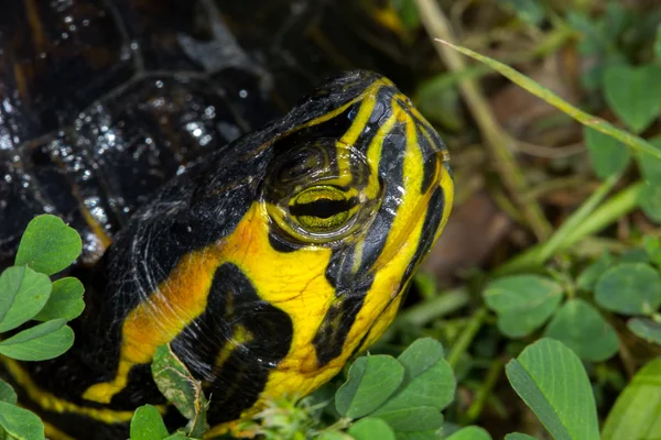 Żółw wodny Trachemys — Zdjęcie stockowe