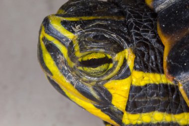 Trachemys su kaplumbağası