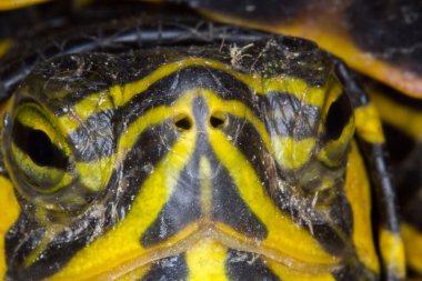 Trachemys su kaplumbağası