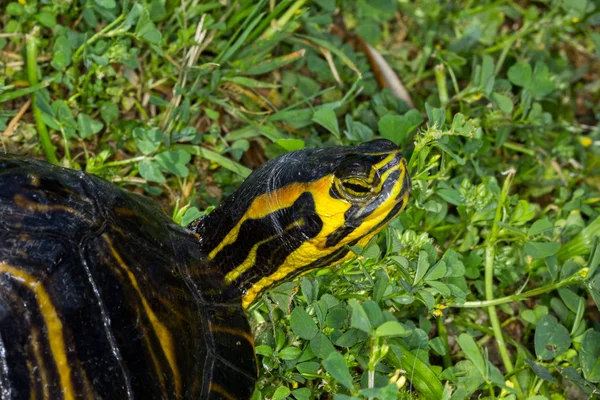 Trachemys-Wasserschildkröte — Stockfoto
