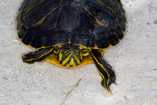 Trachemys water schildpad — Stockfoto
