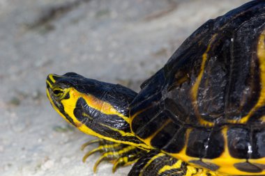 Trachemys su kaplumbağası