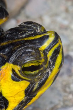 Trachemys su kaplumbağası