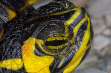 Trachemys su kaplumbağası