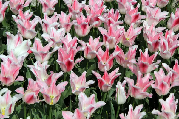 Keukenhof —  Fotos de Stock