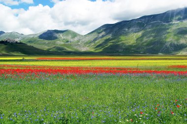 Castelluccio