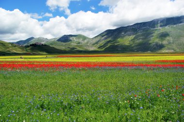 Castelluccio