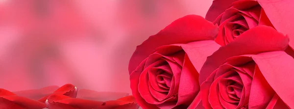 Rote Rose Hintergrund - Facebook Timeline — Stockfoto