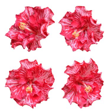 Çok renkli hibiscus çiçek