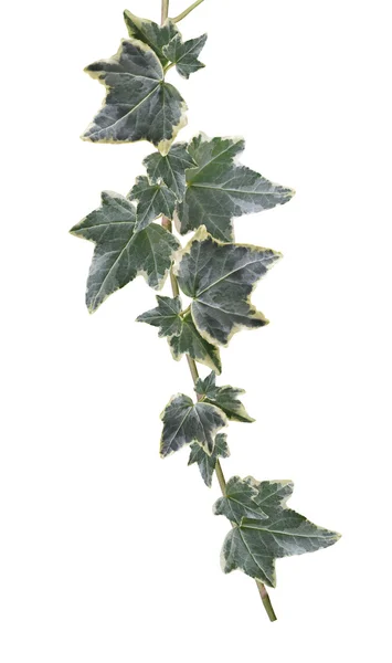 Gröna ivy anläggningen — Stockfoto