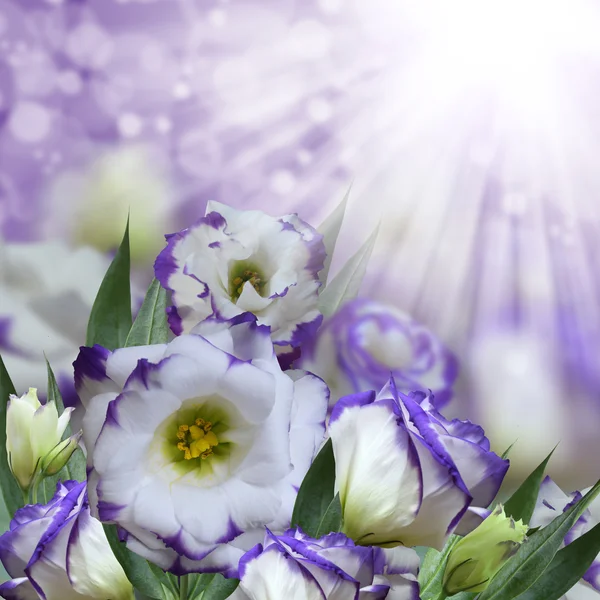 トルコギキョウの紫の花の背景 (トルコギキョウ) — ストック写真