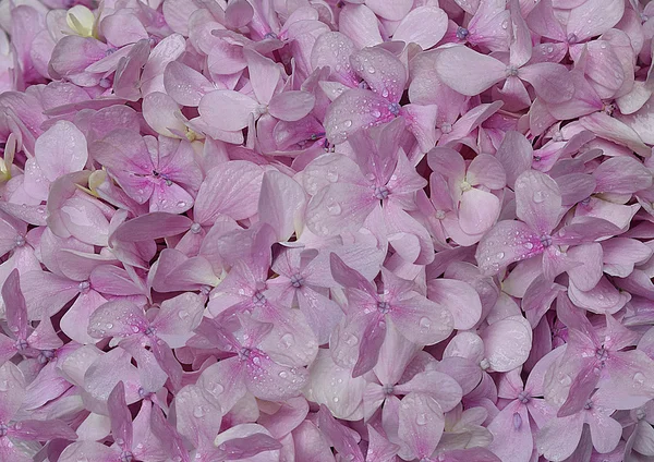 Lila hydrangea blommor bakgrund — Stockfoto