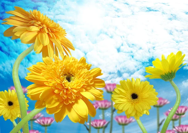 Gerberas amarillas en el cielo azul — Foto de Stock