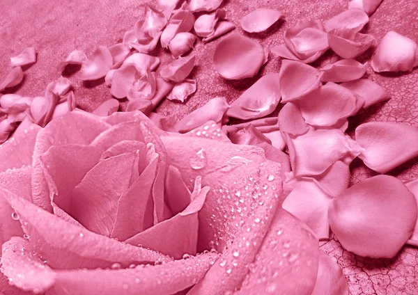 Pink rose and pink petals — Stock Photo, Image