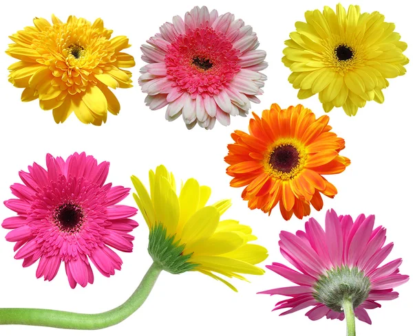 Gerbera coleção de flores margarida — Fotografia de Stock