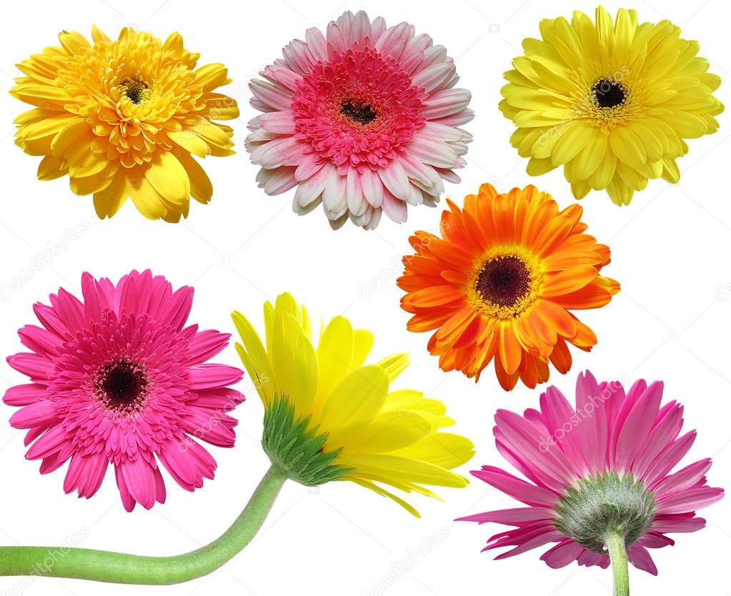 Gerbera daisy flower collection