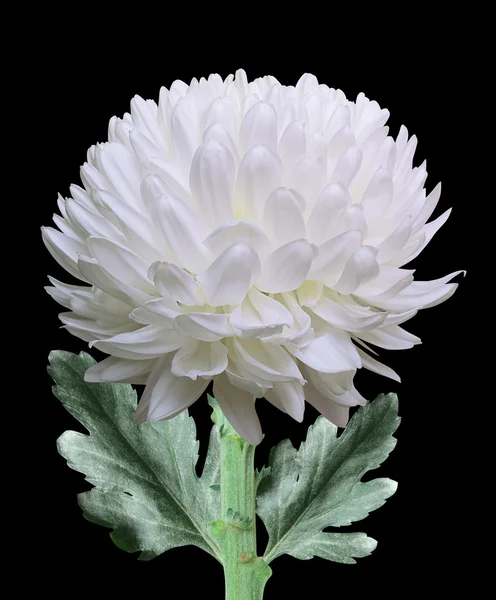 Chrysanthemum — Stock Photo, Image