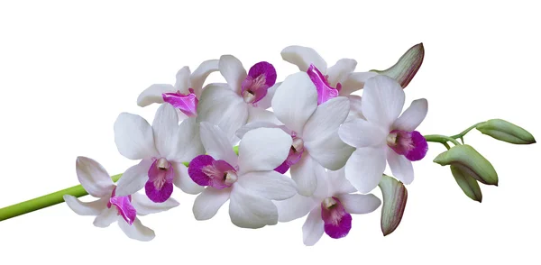 Orchidea — Stock Fotó