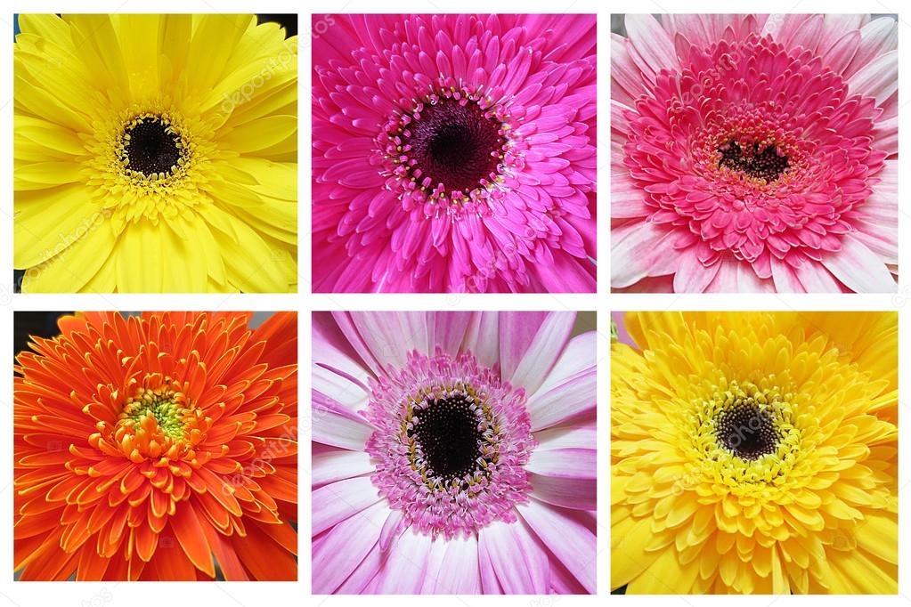 Collage of beautiful gerbera flowers
