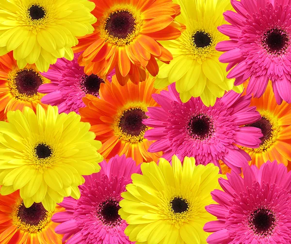 arka plan gerbera çiçek