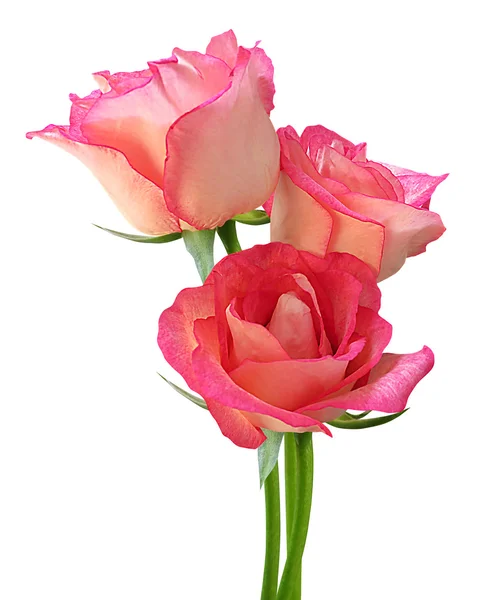 Pink roses flowers Stock Photo