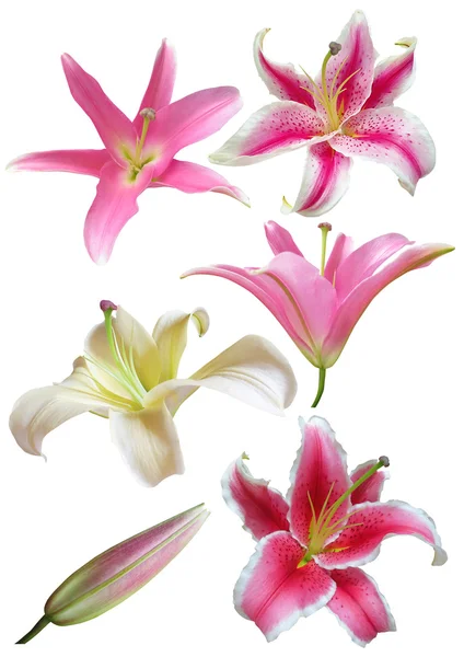 Lily flowers collection — Stock Photo, Image