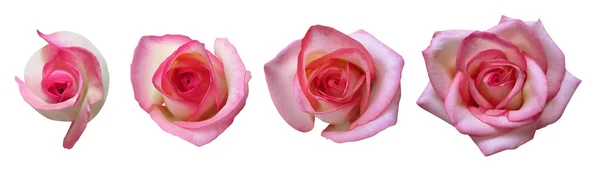 Fáze růstu růže — Stock fotografie