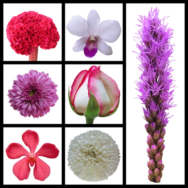 Collezione di fiori — Foto Stock