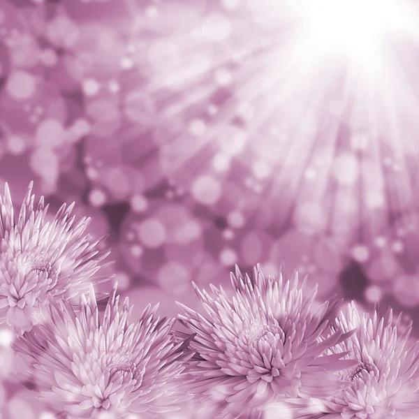 Chrysanthemen Blume Hintergrund — Stockfoto