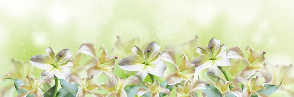 Lily bloem — Stockfoto