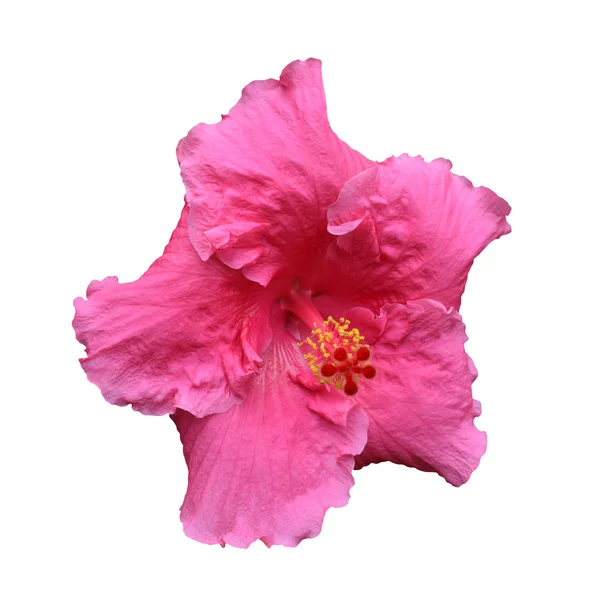 Grande flor de hibisco rosa isolado na branco- com caminho de recorte — Fotografia de Stock