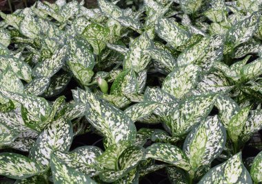 Dieffenbachia