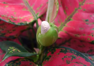 Kırmızı Aglaonema bitki çiçek-yakından