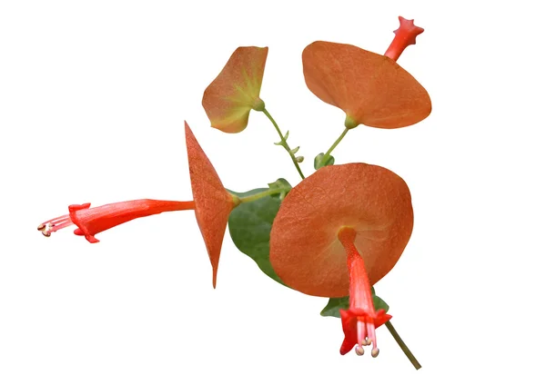 Holmskioldia sanguinea (Chinese Hat Plant) — Stock Photo, Image
