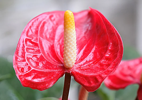 Fiore di anthurium rosso — Foto Stock