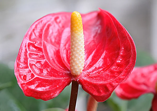 Flor de antúrio vermelha — Fotografia de Stock