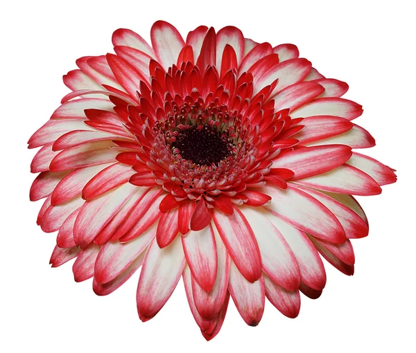 Flor de Gerber - trazado de recorte — Foto de Stock