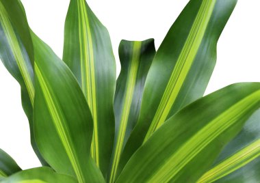 Dracaena fragrans bitki