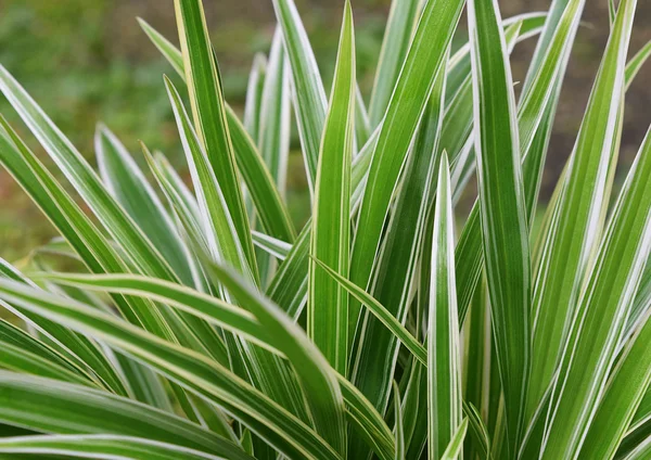 Pianta ragno, Chlorophytum comosum — Foto Stock